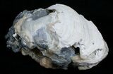 Large Crystal Filled Fossil Clam - Rucks Pit, FL #5537-4